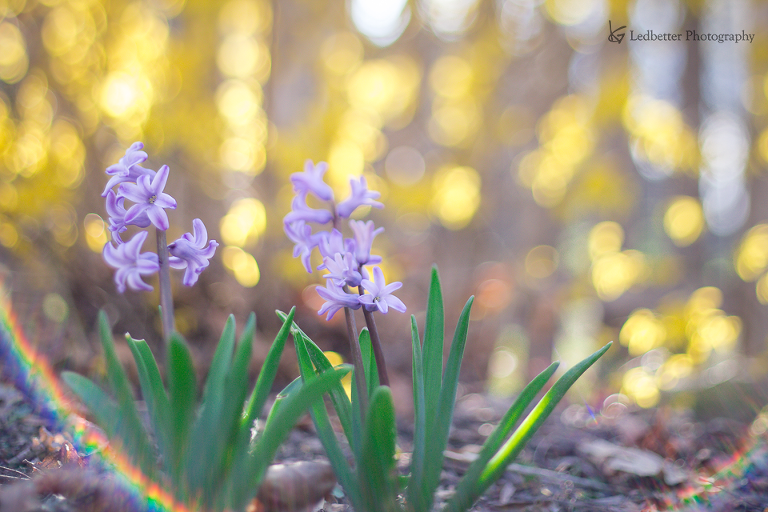 3-14-2_25321785973_o