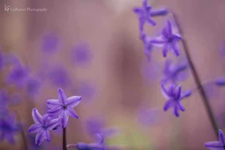 3-19free-7_25881112231_o