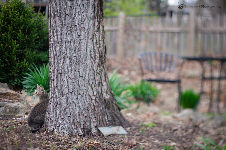 3-19free-8_25976058595_o