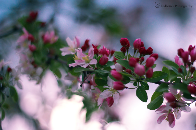 img_3795-2a_25941842321_o