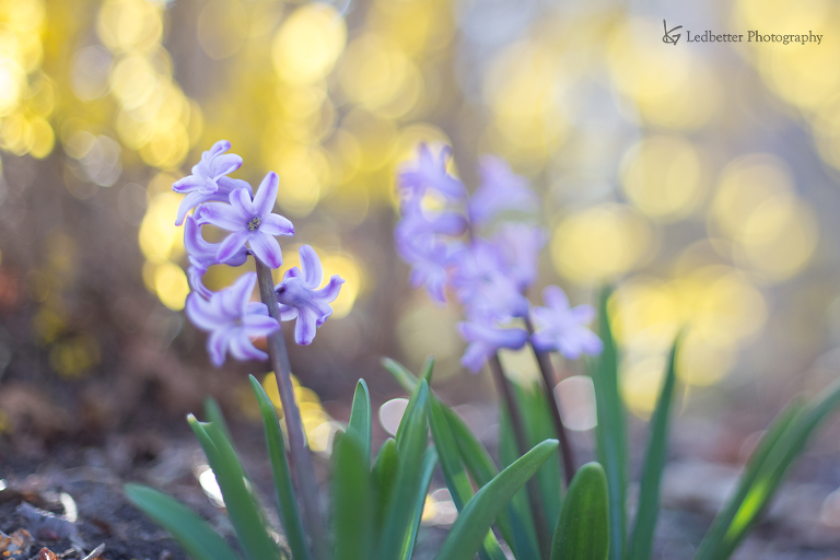 3-14-4_25649932120_o