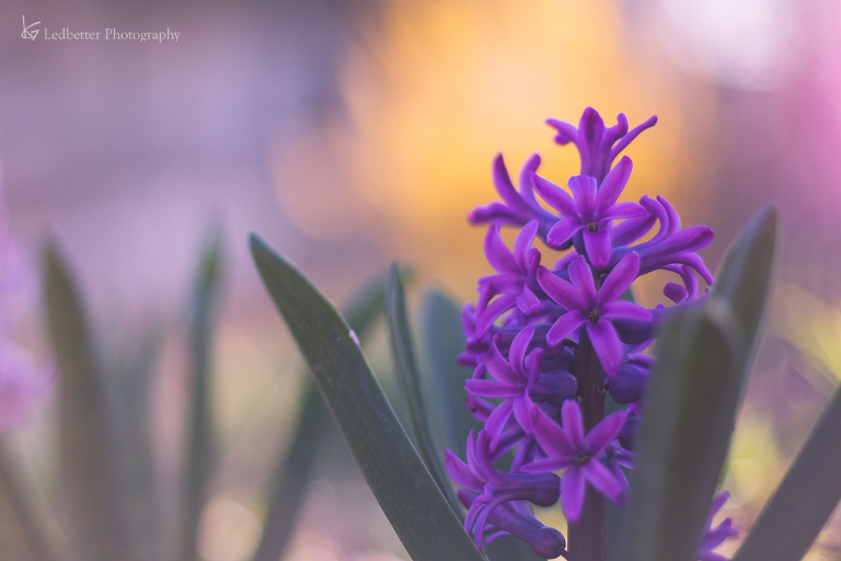 3-14free-7_26106349585_o