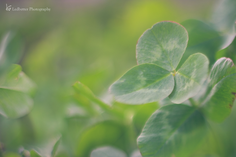 img_3877-2_25495073924_o